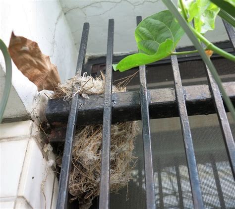 鳥在窗戶築巢|鳥害防治！如何防止鳥築巢？友善驅鳥、防鳥方法推薦 中西購安心